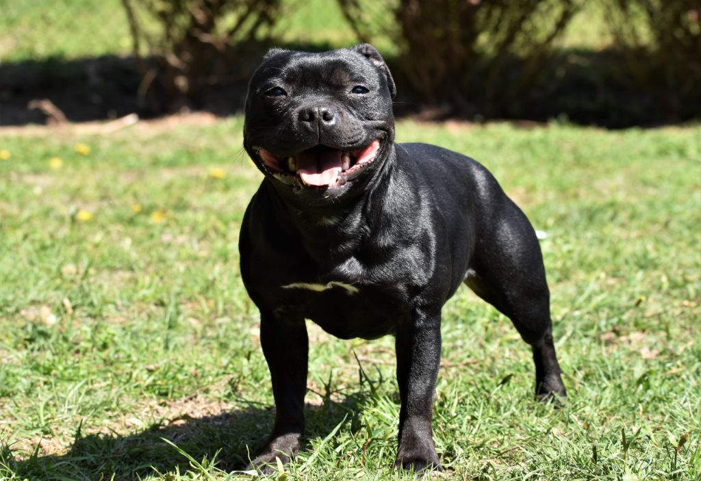 Maé du Royaume Du Nanny Dog