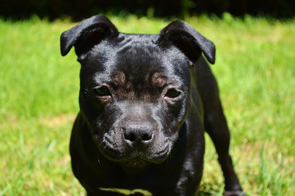 Maé du Royaume Du Nanny Dog