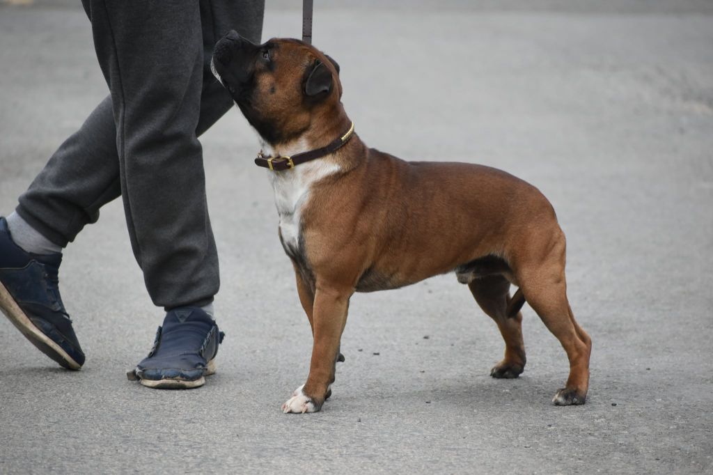 Sentinel red exclusive du Royaume Du Nanny Dog