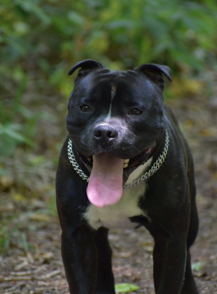 Ouragan du Royaume Du Nanny Dog