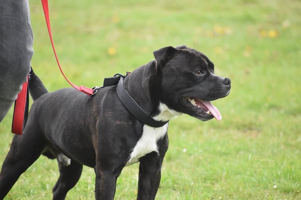 Ouragan du Royaume Du Nanny Dog