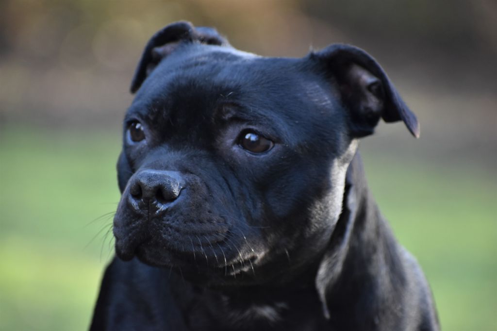 Maé du Royaume Du Nanny Dog