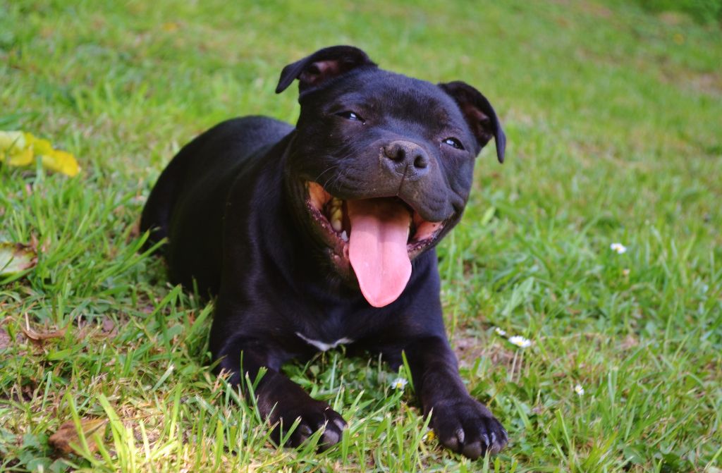 Maé du Royaume Du Nanny Dog