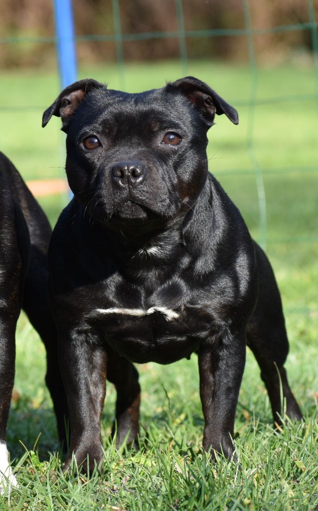 Maé du Royaume Du Nanny Dog