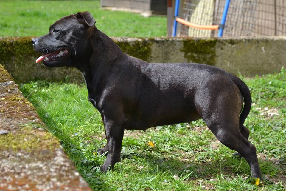 Maholy du Royaume Du Nanny Dog