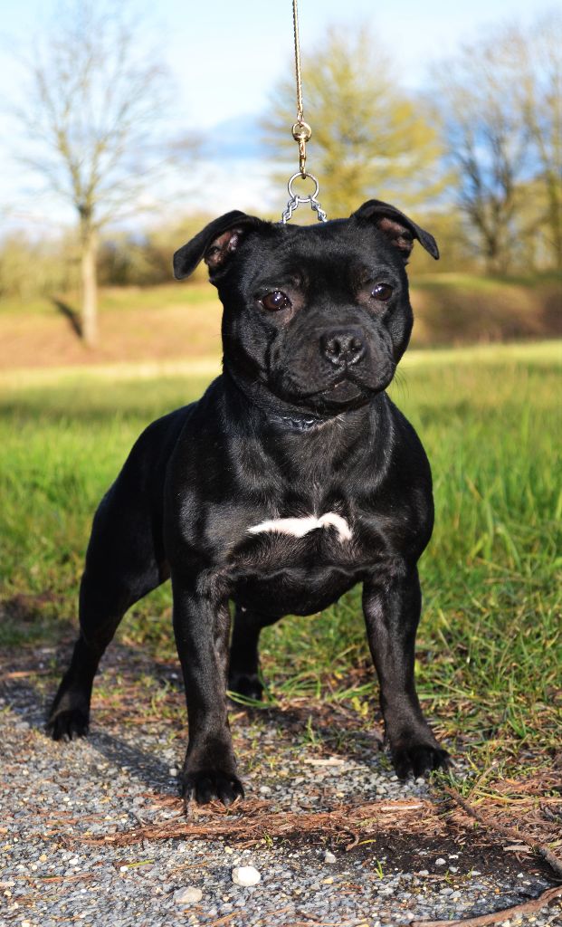 Maé du Royaume Du Nanny Dog