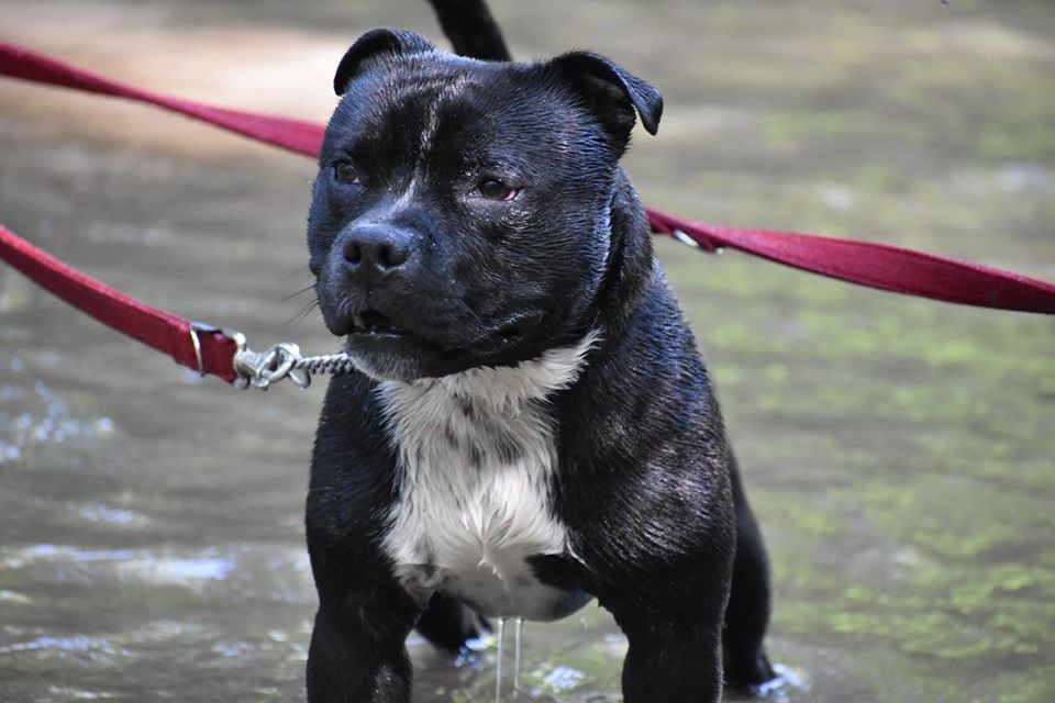 Ouragan du Royaume Du Nanny Dog