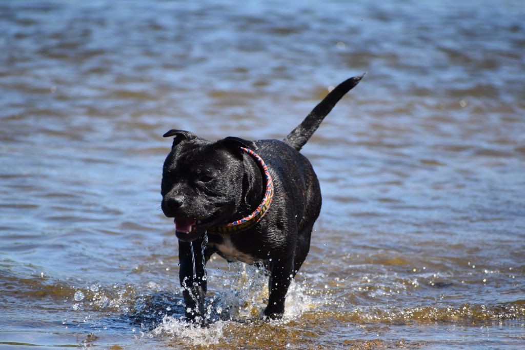 Only you du Royaume Du Nanny Dog