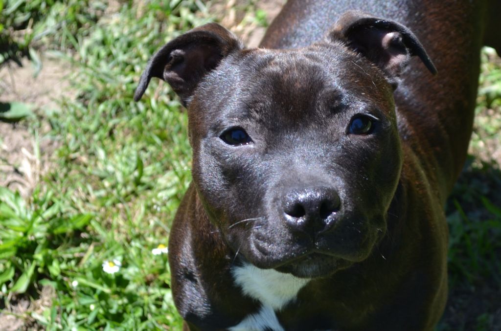 Maholy du Royaume Du Nanny Dog