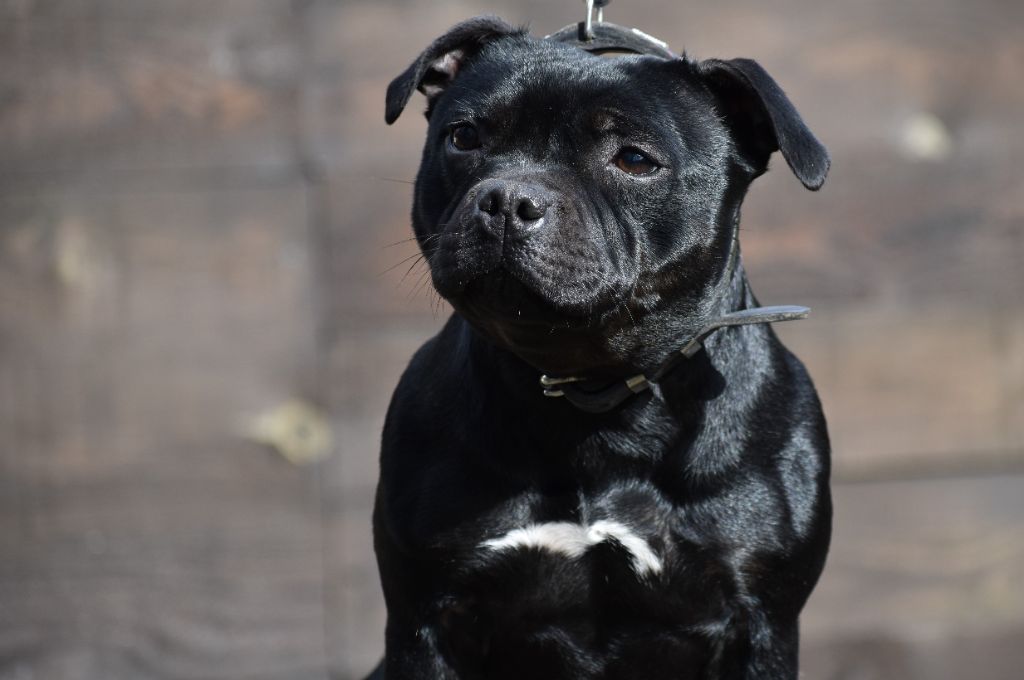 Maé du Royaume Du Nanny Dog