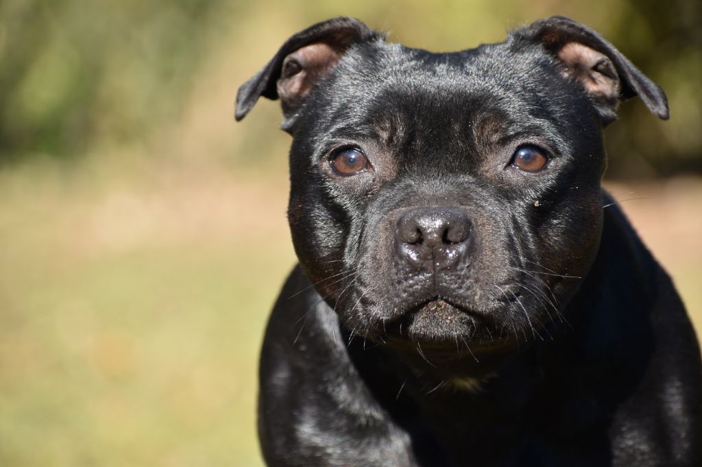 Maé du Royaume Du Nanny Dog