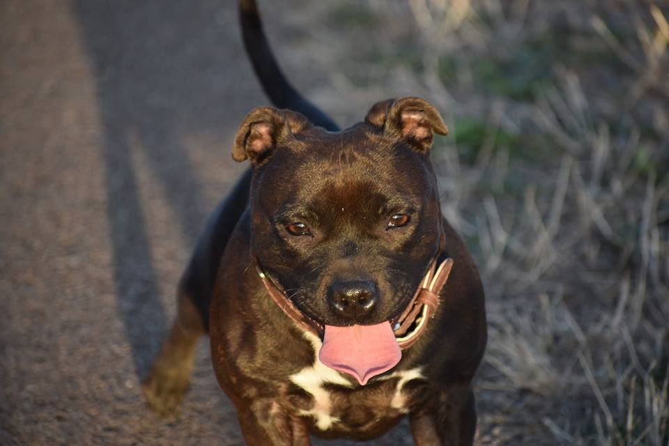 Maholy du Royaume Du Nanny Dog