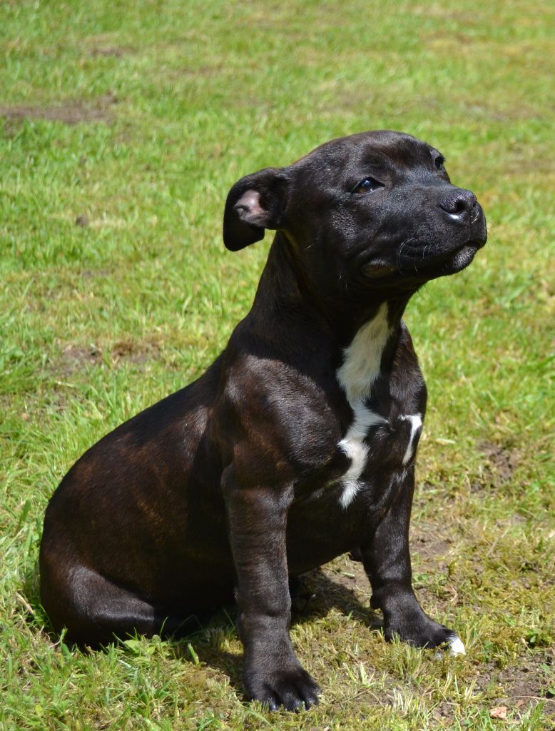 Maholy du Royaume Du Nanny Dog