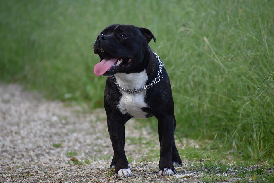 Ouragan du Royaume Du Nanny Dog