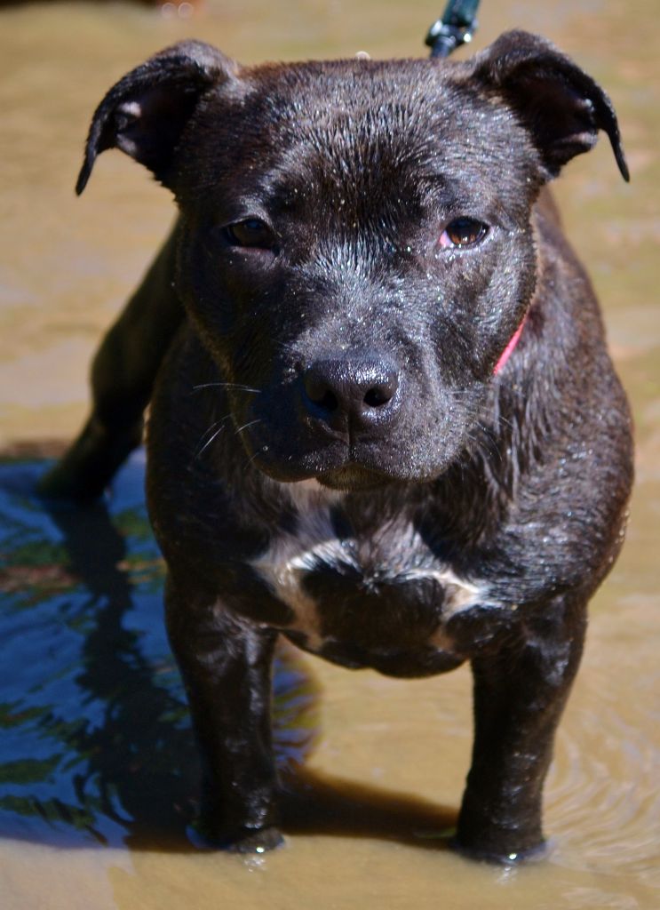 Maholy du Royaume Du Nanny Dog