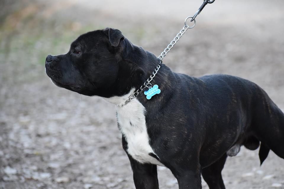 Ouragan du Royaume Du Nanny Dog