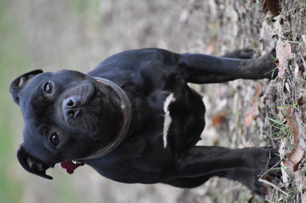 Maé du Royaume Du Nanny Dog