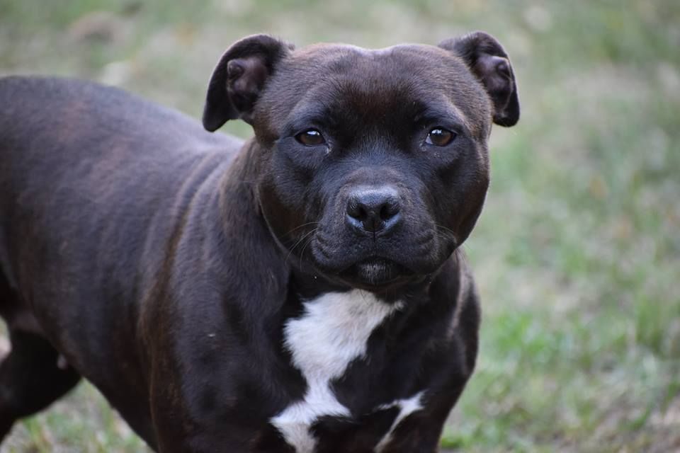 Maholy du Royaume Du Nanny Dog