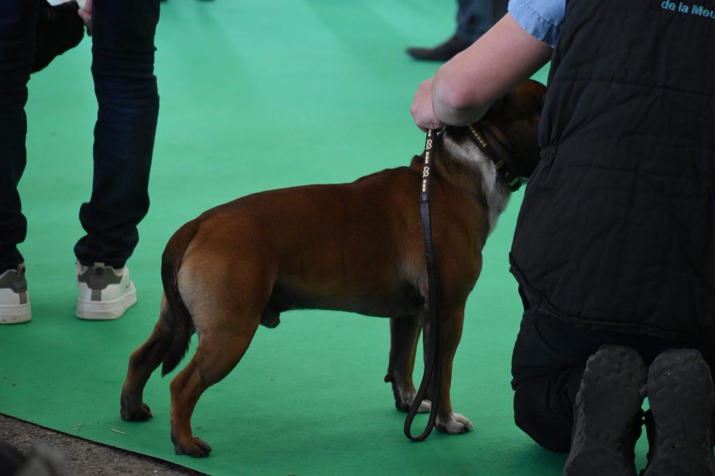 Sentinel red exclusive du Royaume Du Nanny Dog