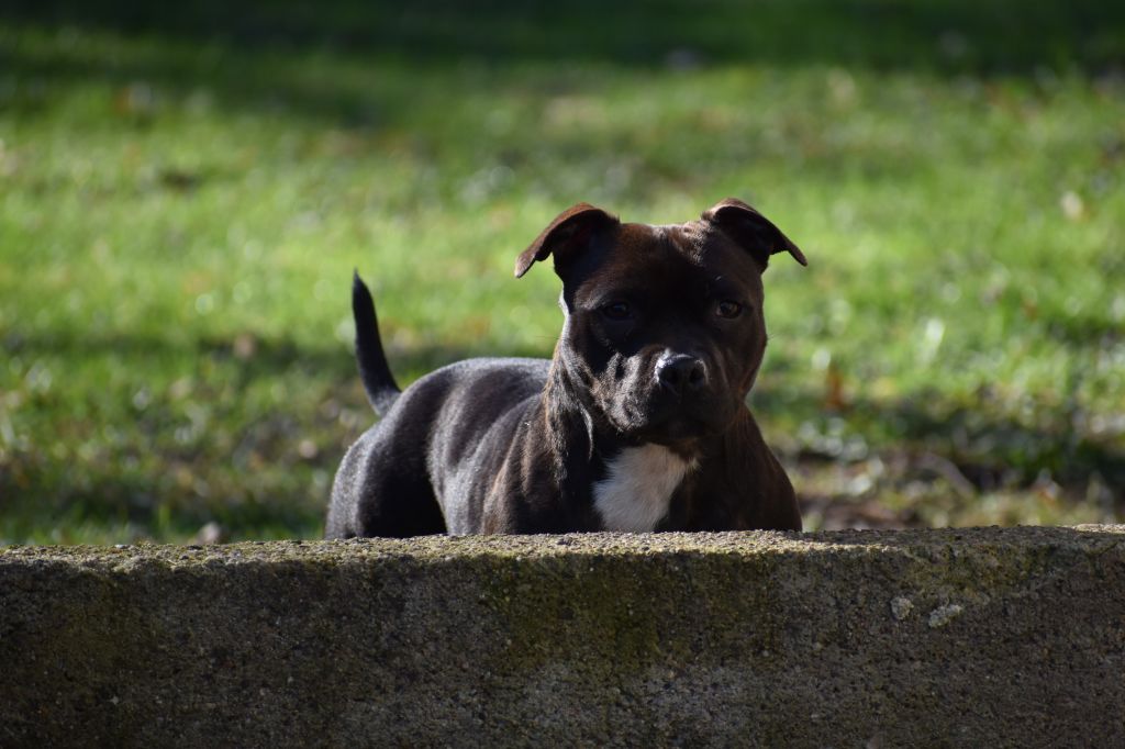 Maholy du Royaume Du Nanny Dog