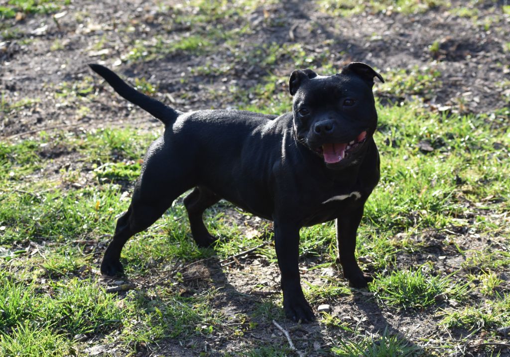 Maé du Royaume Du Nanny Dog