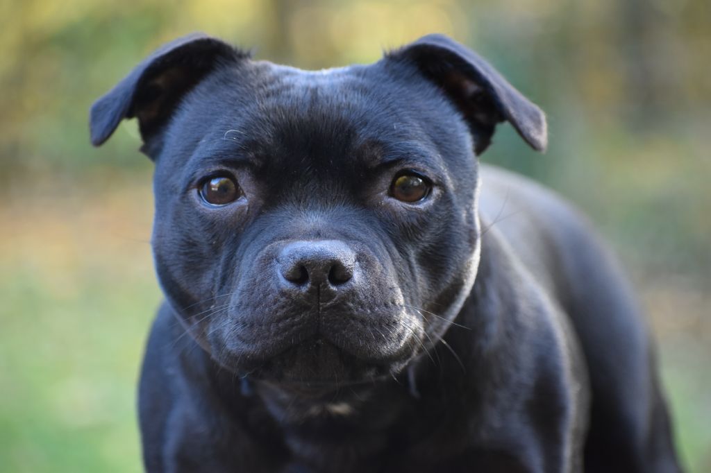 Maé du Royaume Du Nanny Dog