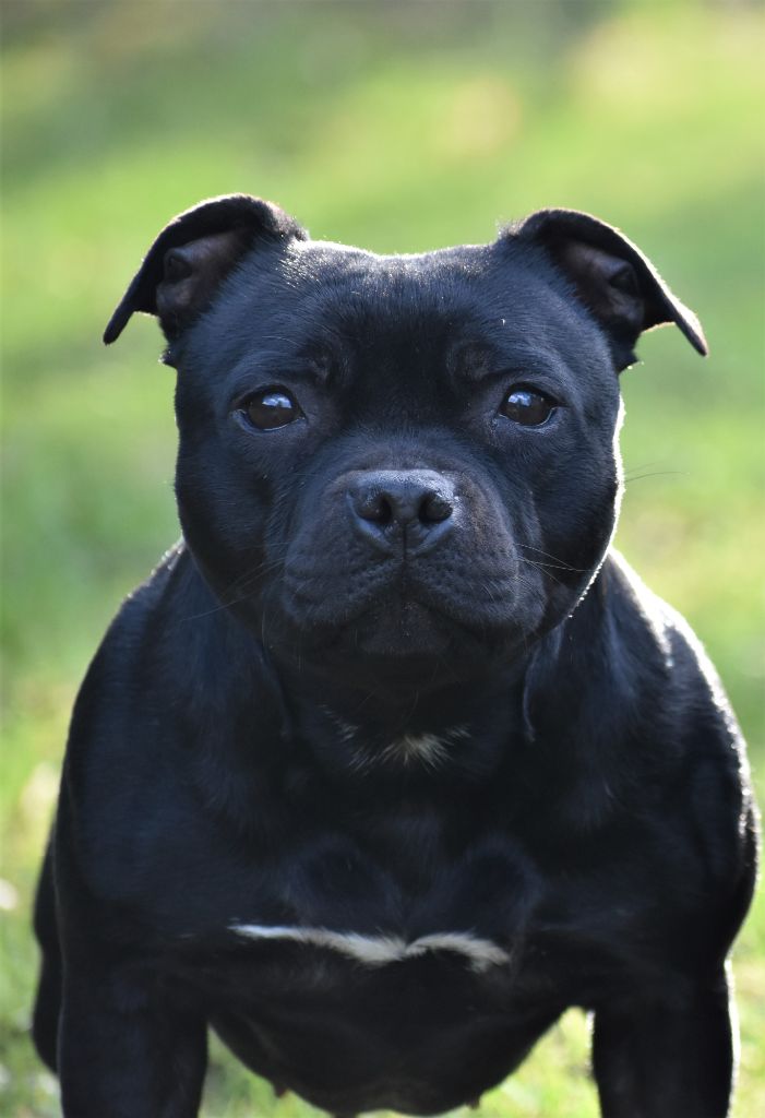 Maé du Royaume Du Nanny Dog