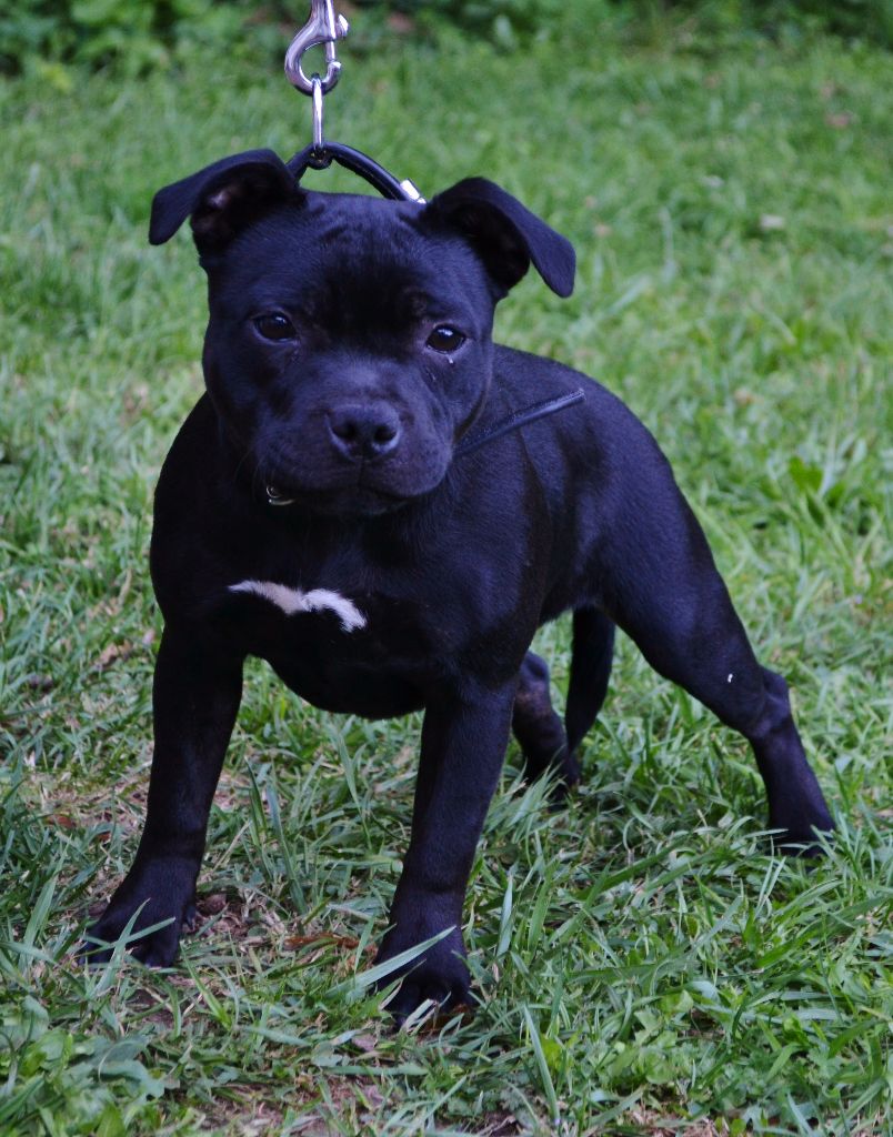 Maé du Royaume Du Nanny Dog