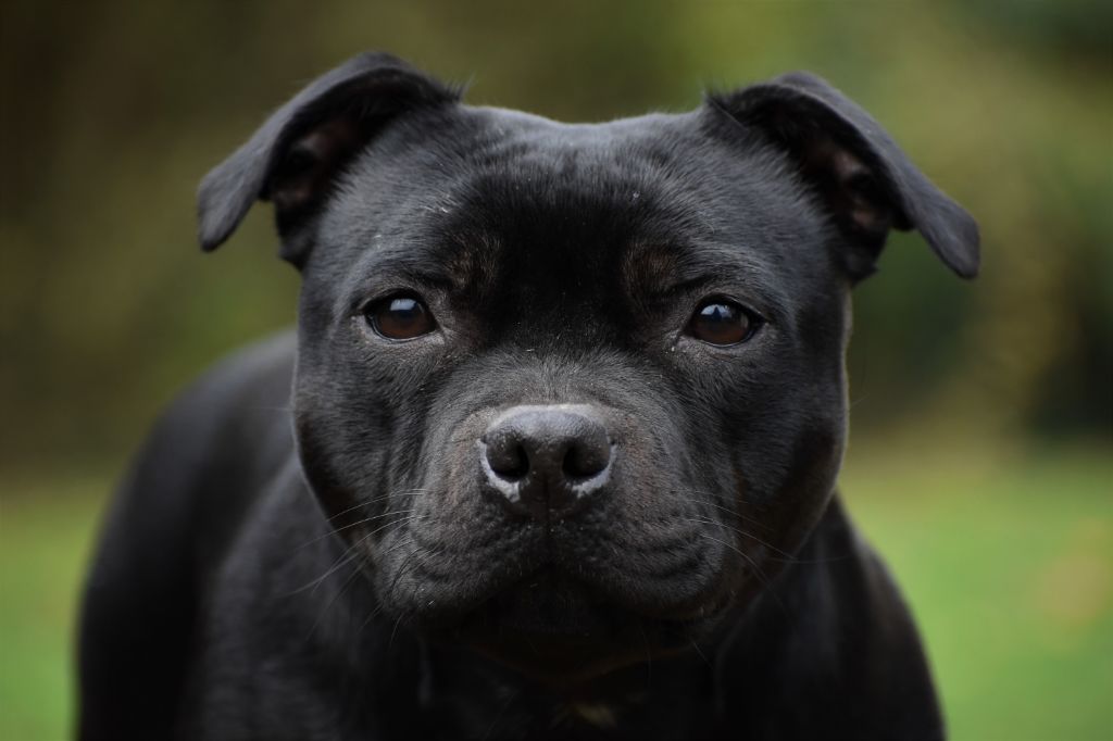 Maé du Royaume Du Nanny Dog