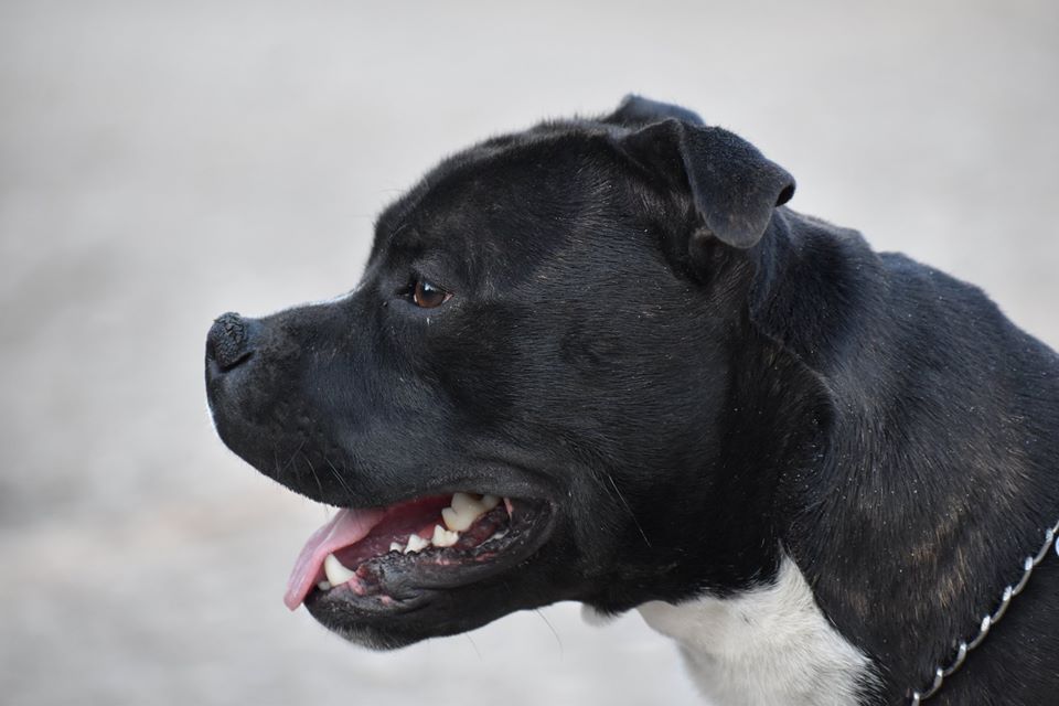 Ouragan du Royaume Du Nanny Dog