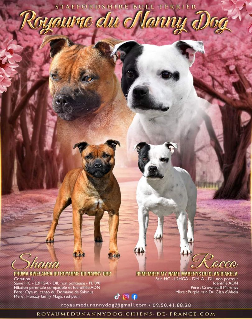 Royaume Du Nanny Dog - Chiot disponible  - Staffordshire Bull Terrier