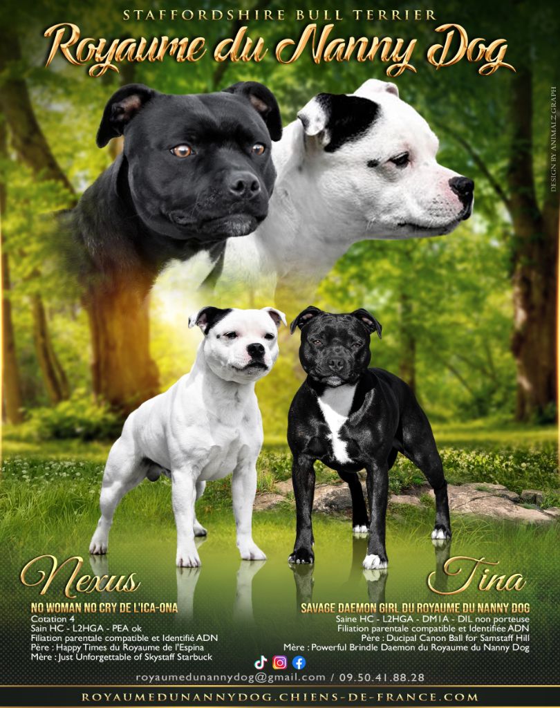 chiot Staffordshire Bull Terrier Royaume Du Nanny Dog