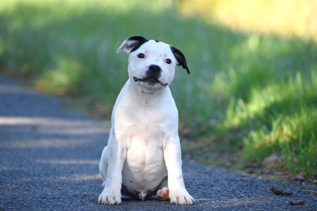 Royaume Du Nanny Dog - Chiot disponible  - Staffordshire Bull Terrier