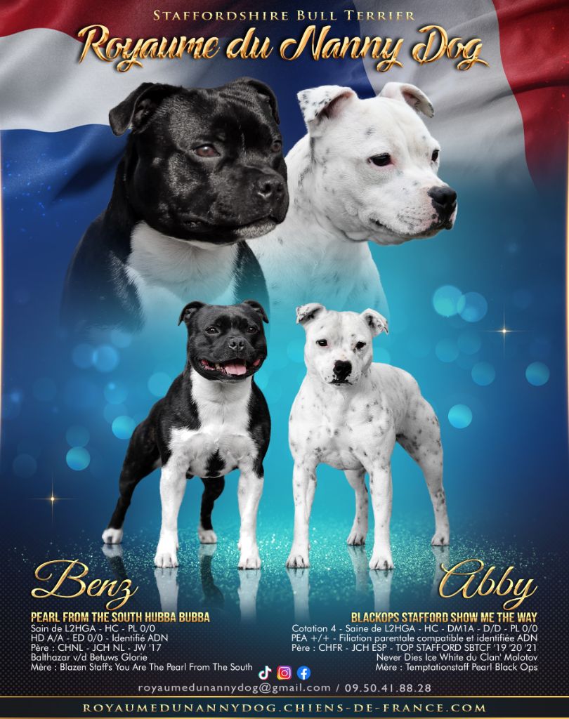 chiot Staffordshire Bull Terrier Royaume Du Nanny Dog