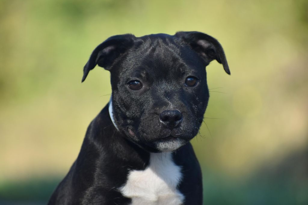 Royaume Du Nanny Dog - Chiot disponible  - Staffordshire Bull Terrier