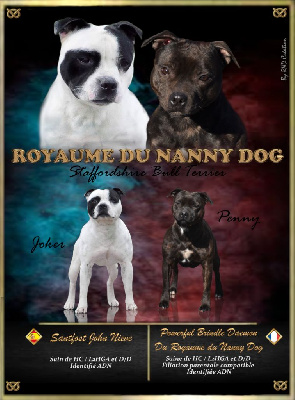 Royaume Du Nanny Dog - Staffordshire Bull Terrier - Portée née le 03/07/2022