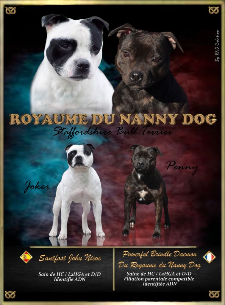 chiot Staffordshire Bull Terrier Royaume Du Nanny Dog