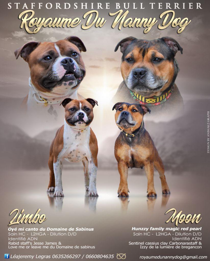 Royaume Du Nanny Dog - Staffordshire Bull Terrier - Portée née le 23/12/2019