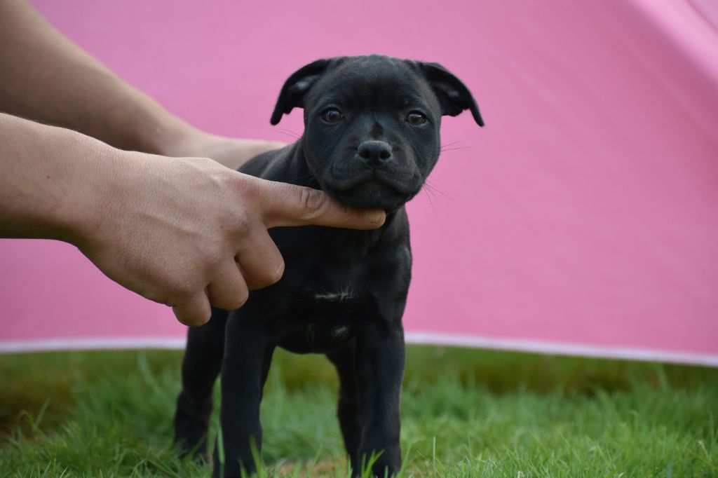 Sensitive black pearl du Royaume Du Nanny Dog