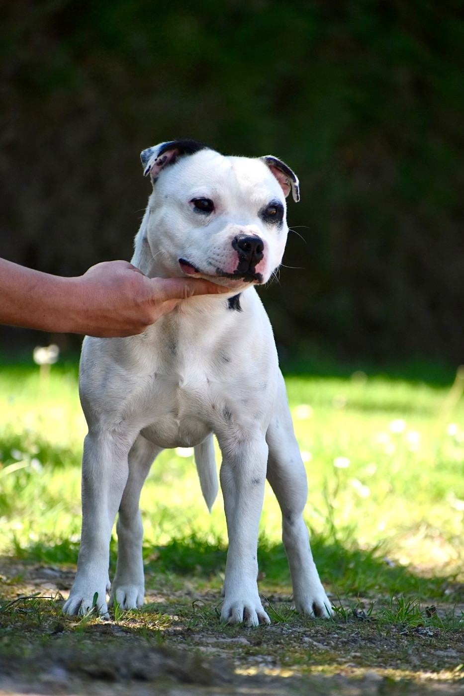 Victim success du Royaume Du Nanny Dog