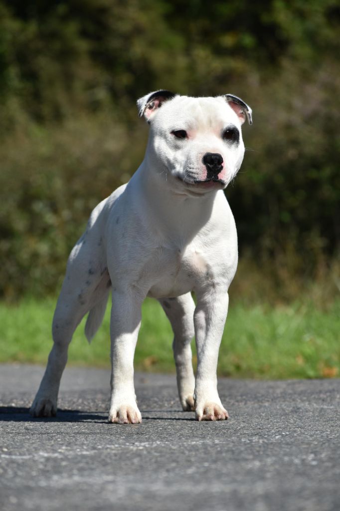Victim success du Royaume Du Nanny Dog