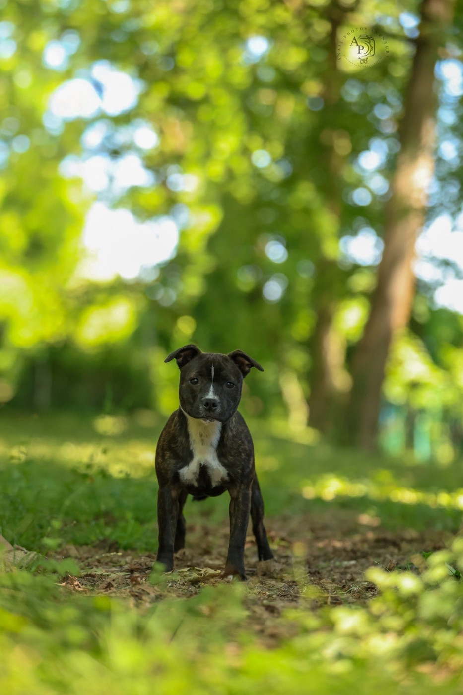 Absolut brindle jewel du Royaume Du Nanny Dog