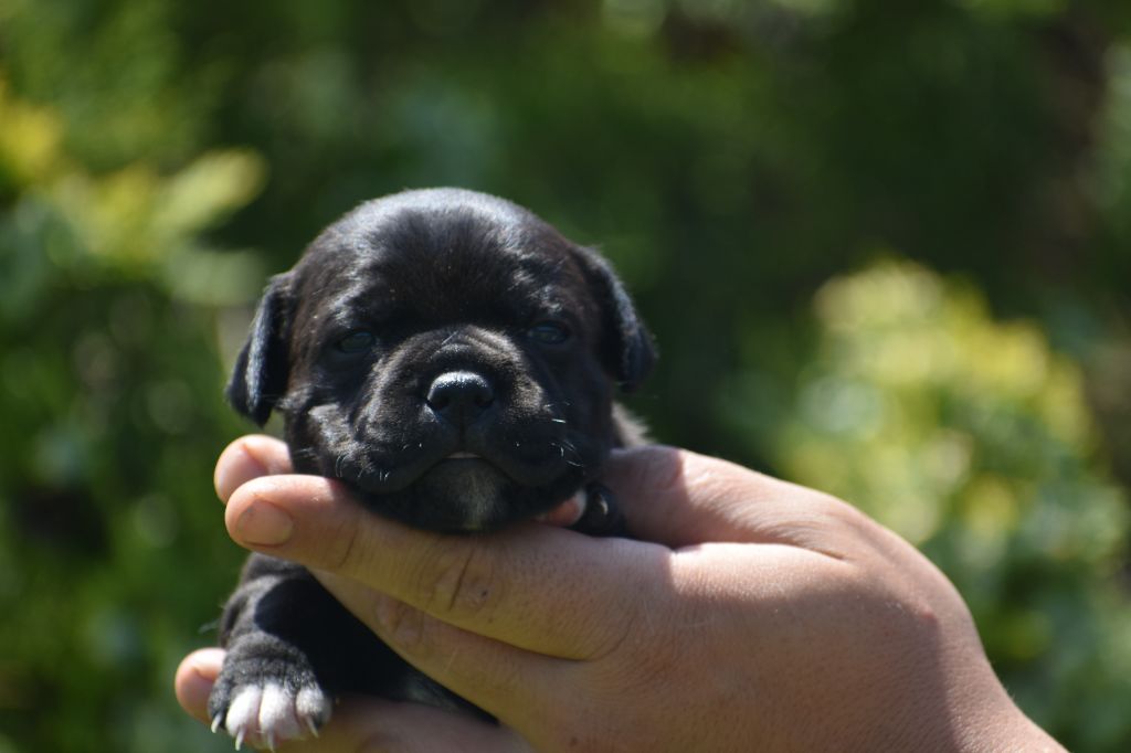 Royaume Du Nanny Dog - Chiots disponibles - Staffordshire Bull Terrier