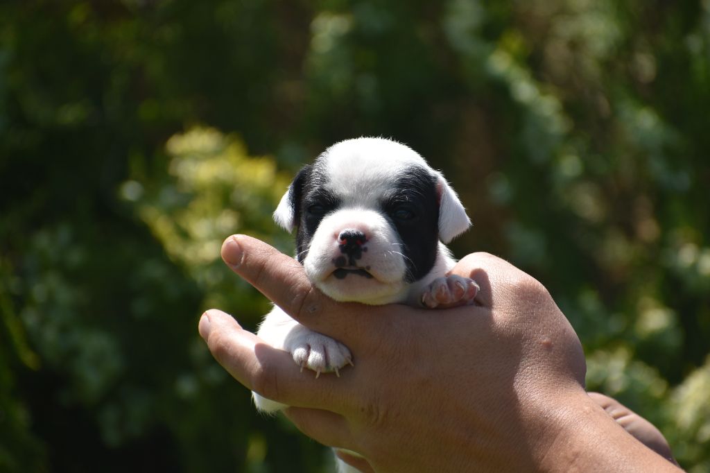 Royaume Du Nanny Dog - Chiots disponibles - Staffordshire Bull Terrier