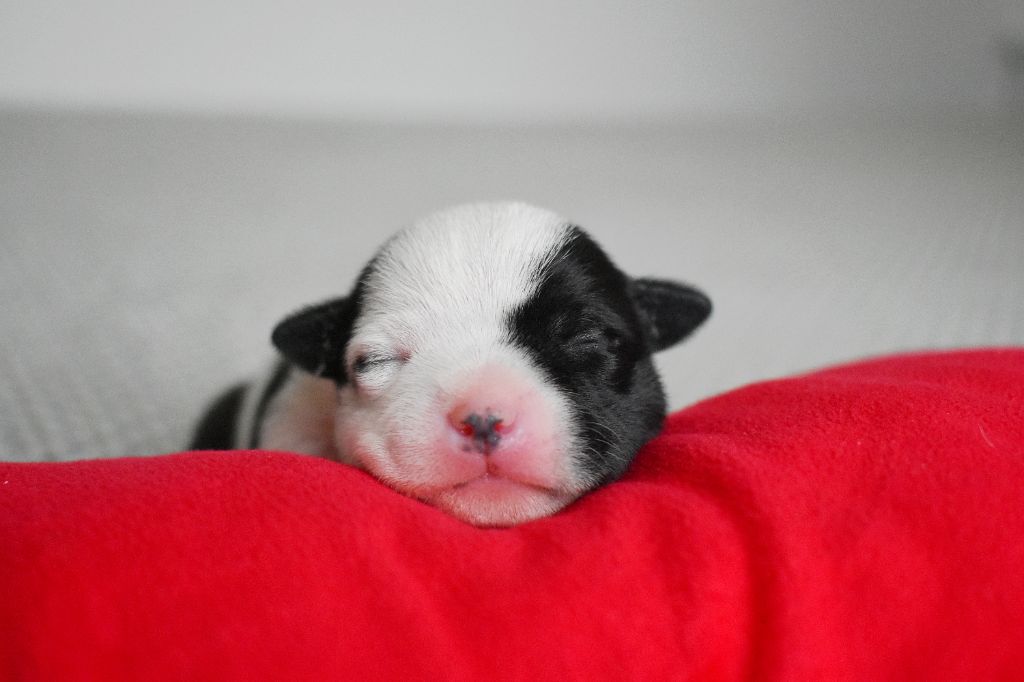 Royaume Du Nanny Dog - Chiots disponibles - Staffordshire Bull Terrier
