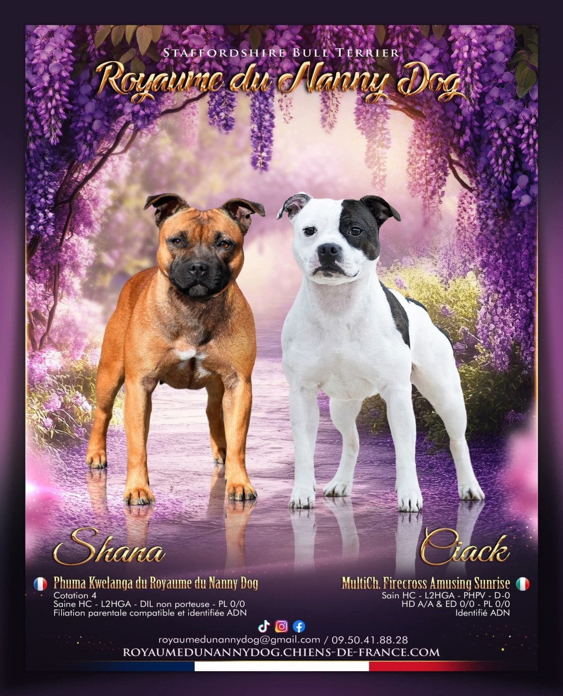 Chiot Staffordshire Bull Terrier Royaume Du Nanny Dog