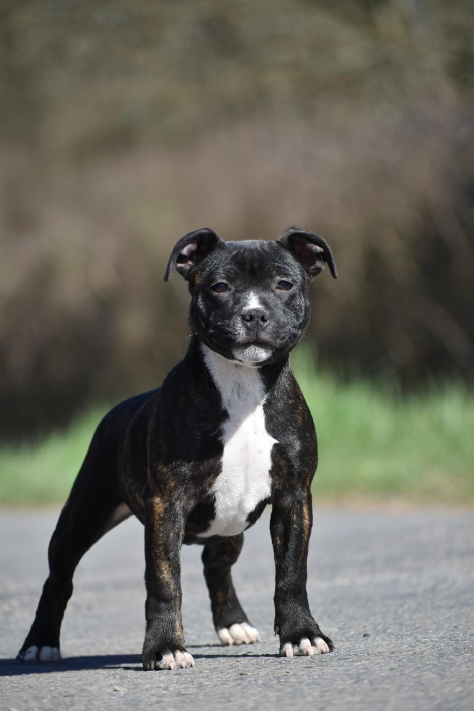 Royaume Du Nanny Dog - Chiots disponibles - Staffordshire Bull Terrier