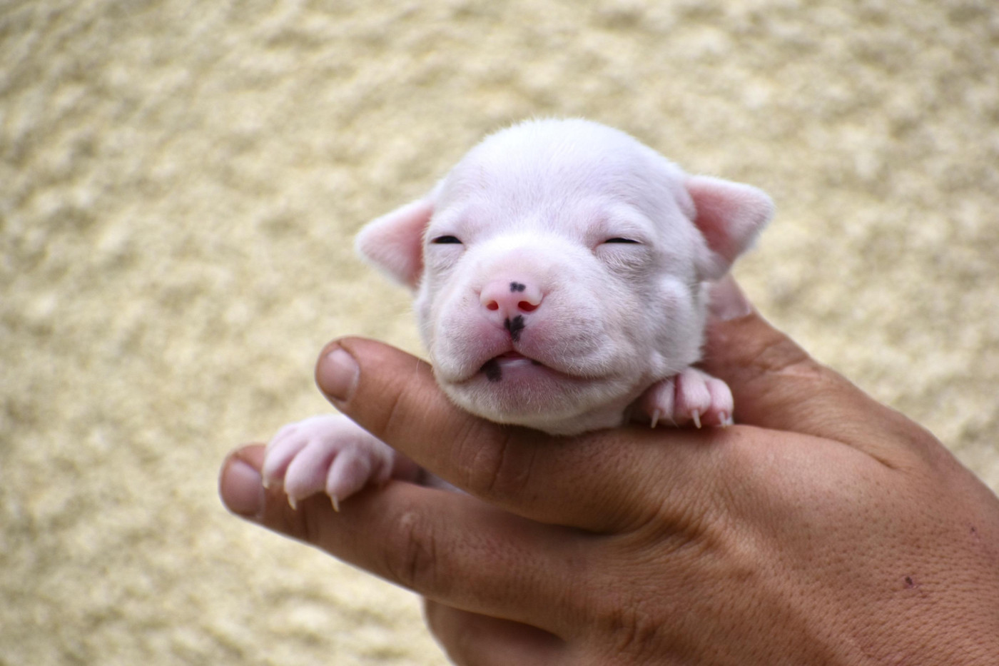 Royaume Du Nanny Dog - Chiots disponibles - Staffordshire Bull Terrier