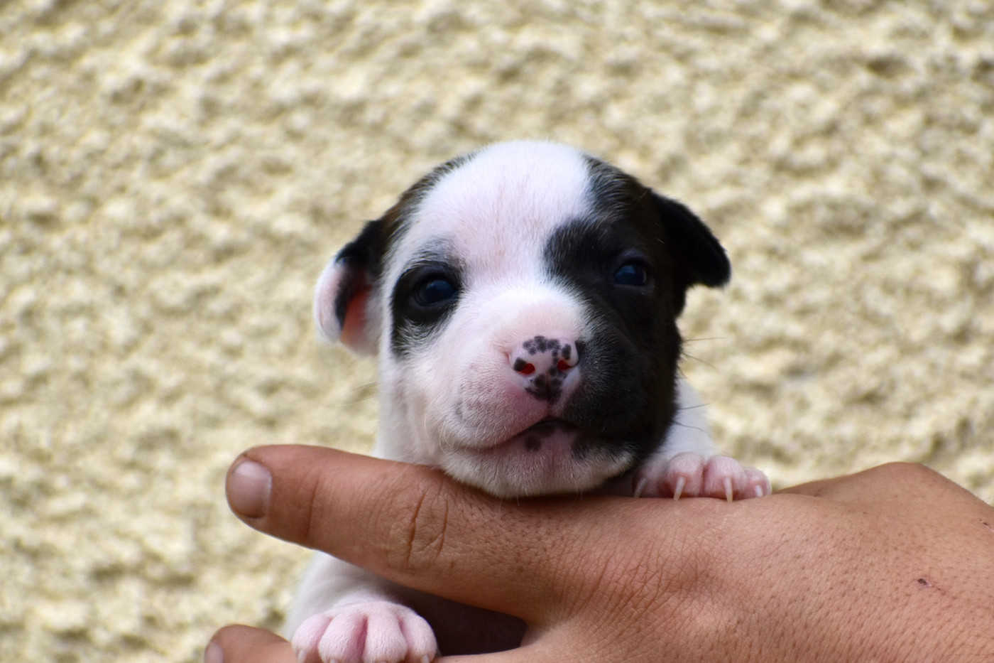 Royaume Du Nanny Dog - Chiots disponibles - Staffordshire Bull Terrier