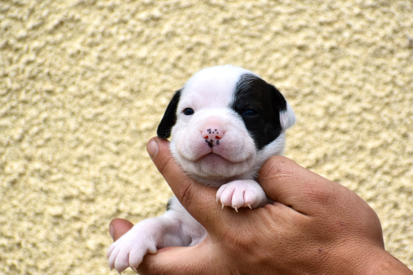 Royaume Du Nanny Dog - Chiots disponibles - Staffordshire Bull Terrier